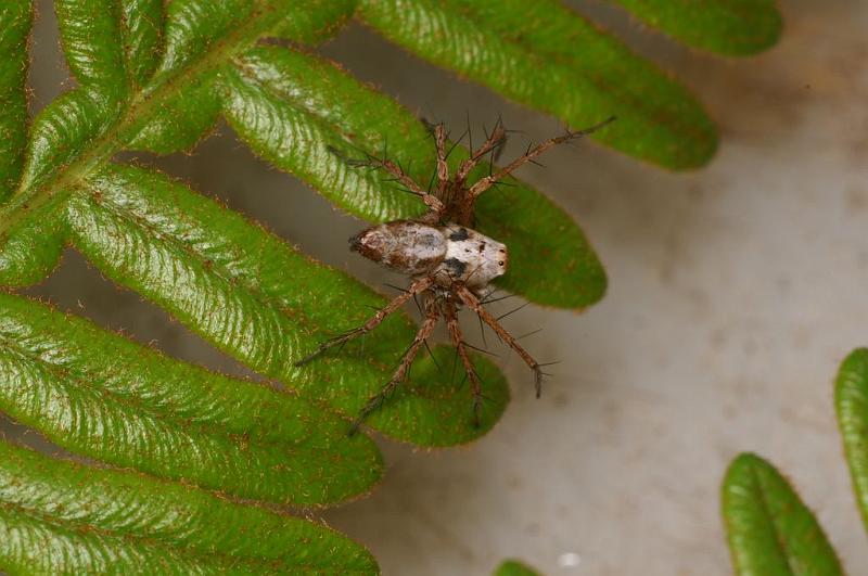 Oxyopes_variabilis_D7789_Z_88_North Stradbroke island_Australie.jpg